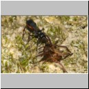 Priocnemis melanosoma - Wegwespe w11d 7mm mit Spinne - OS-Hollage-Lehmgrube-det.jpg